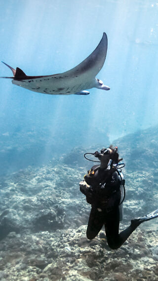 Diver with manta ray