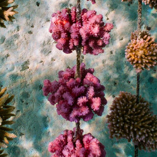 Coral underwater in French Polynesia