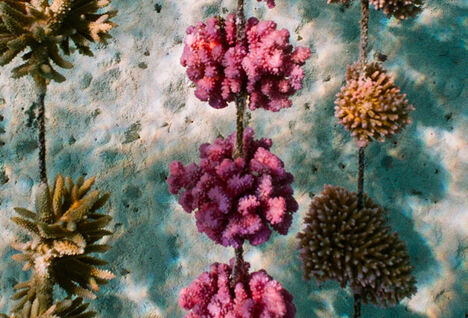 Coral underwater in French Polynesia