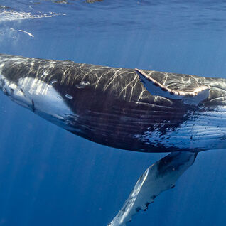 Humpback whale in French Polynesia