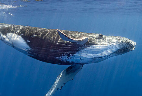 Humpback whale in French Polynesia