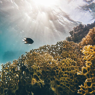 Fish swimming through coral in Egypt