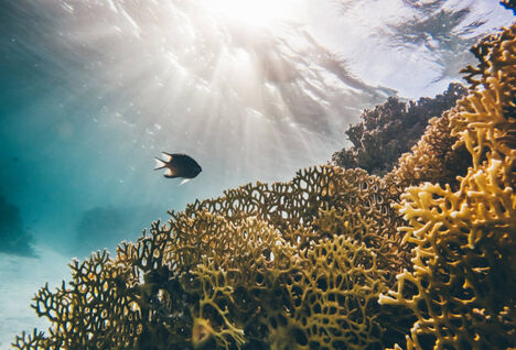 Fish swimming through coral in Egypt