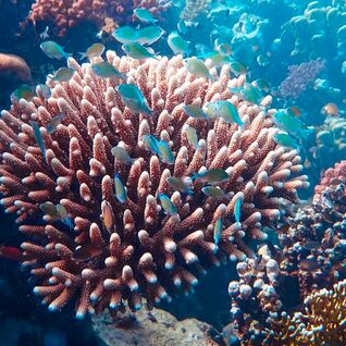 Colourful coral garden