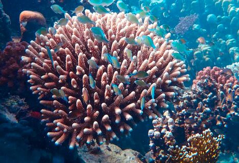 Colourful coral garden