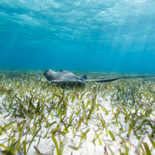 Stingray in Belize