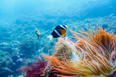 Clownfish swimming over anemone