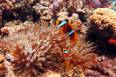 Clownfish swimming through orange anemone
