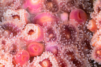 Pink sea anemone