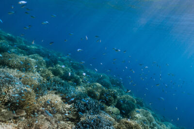 Fish swimming over coral reef, Pacific Ocean