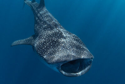 Whale shark, Pacific Ocean