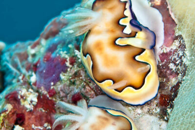 Nudibranchs, Raja Ampat