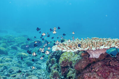 Tropical fish in the Pacific Ocean