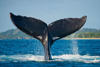 Blue whale tail