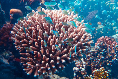 Coral and tropical fish