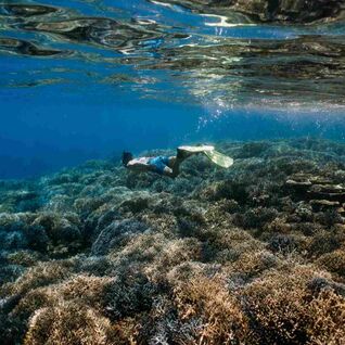 Person diving over coral reef, Pacific Ocean