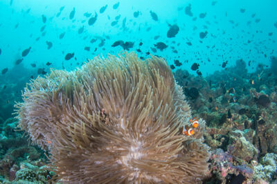Anemone in the Timor Sea