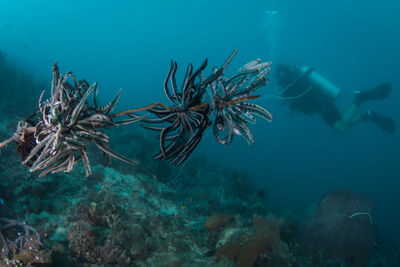 Crinoids in the Timor Sea.