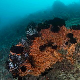 Crinoids in the Timor Sea.