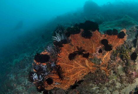 Crinoids in the Timor Sea.