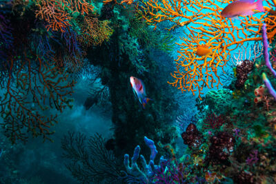 Colourful reef fish
