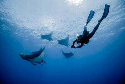 Scuba diver filming Chilean Devil Rays