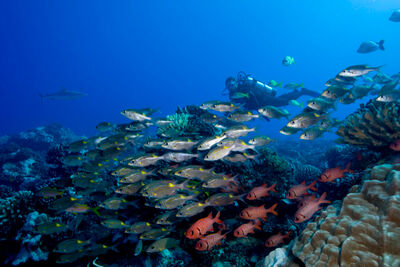 Scuba diver swimming alongside reef fish