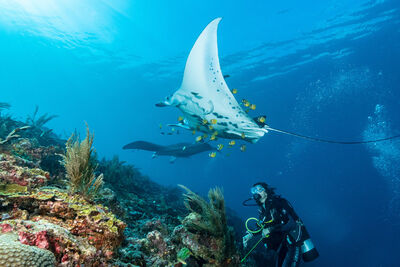 Underwater in Indonesia