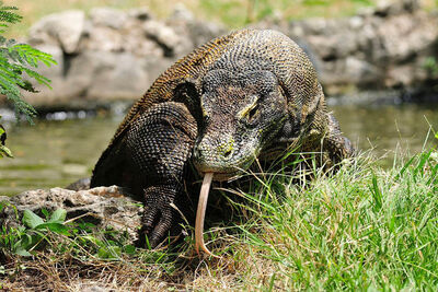 Komodo dragon