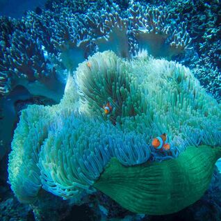 Blue sea anemone and clownfish