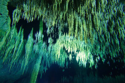 Diving in cenote Dreamgate