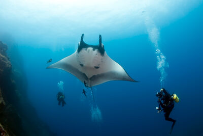 Manta ray at Socorro Island, Mexico