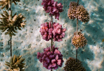 Coral garden in French Polynesia