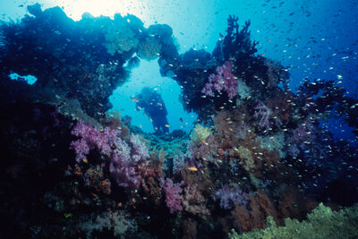 Deep sea diver with coral and tropical fish.