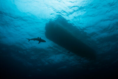 Shark circling a boat.
