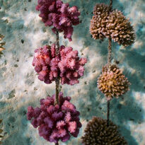 Coral garden in French Polynesia