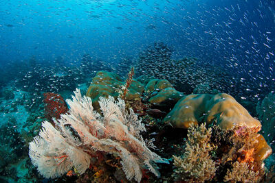 Tropical fish and coral in Raja Ampat.