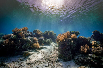 Coral in Raja Ampat.