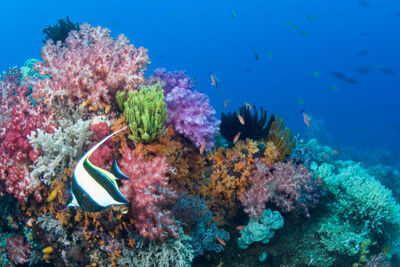 Tropical fish and coral in Raja Ampat.