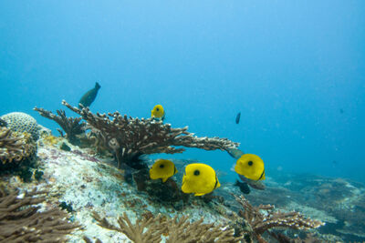 Zanzibar Butterflyfish swimming over a reef.