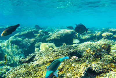 Tropical fish swimming over a reef, Zanzibar.