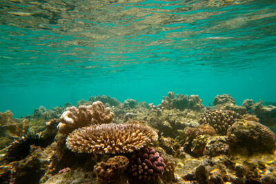 Coral and clear waters in Zanzibar.