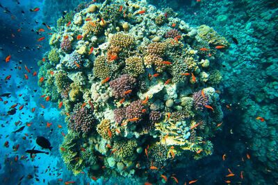 Coral reef in Marsa Alam, Egypt.