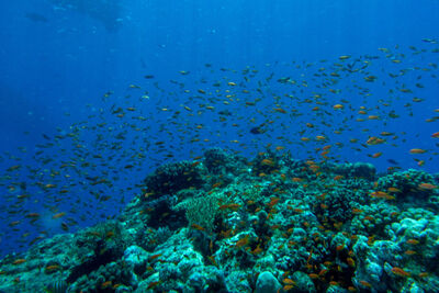 Tropical fish and coral reef in Saudi Arabia.