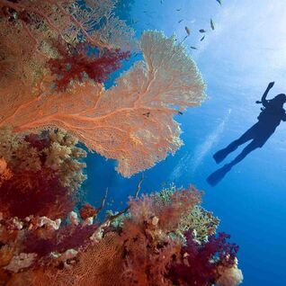 Diver in the Red Sea.