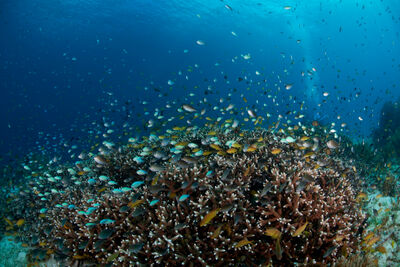 Reef fish above hard corals, Philippines.