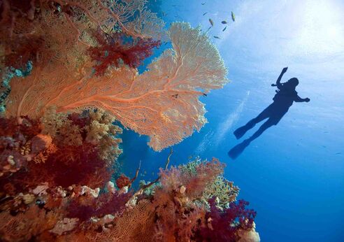 Diver in the Red Sea.