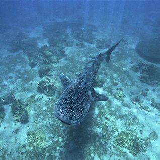 Whale shark in the Philippines.