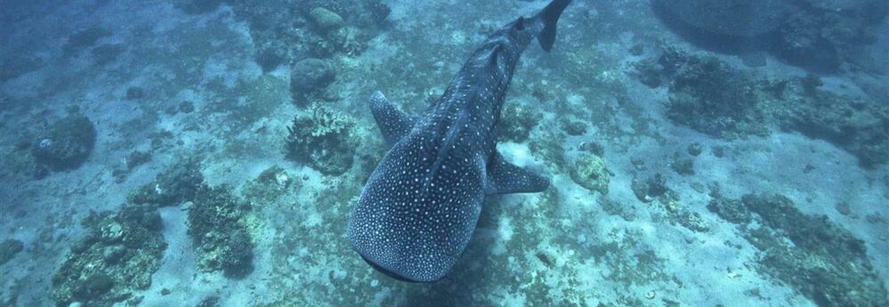 Whale shark in the Philippines.