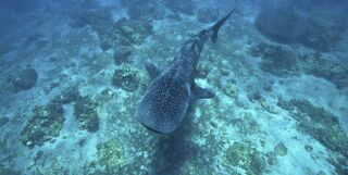 Whale shark in the Philippines.